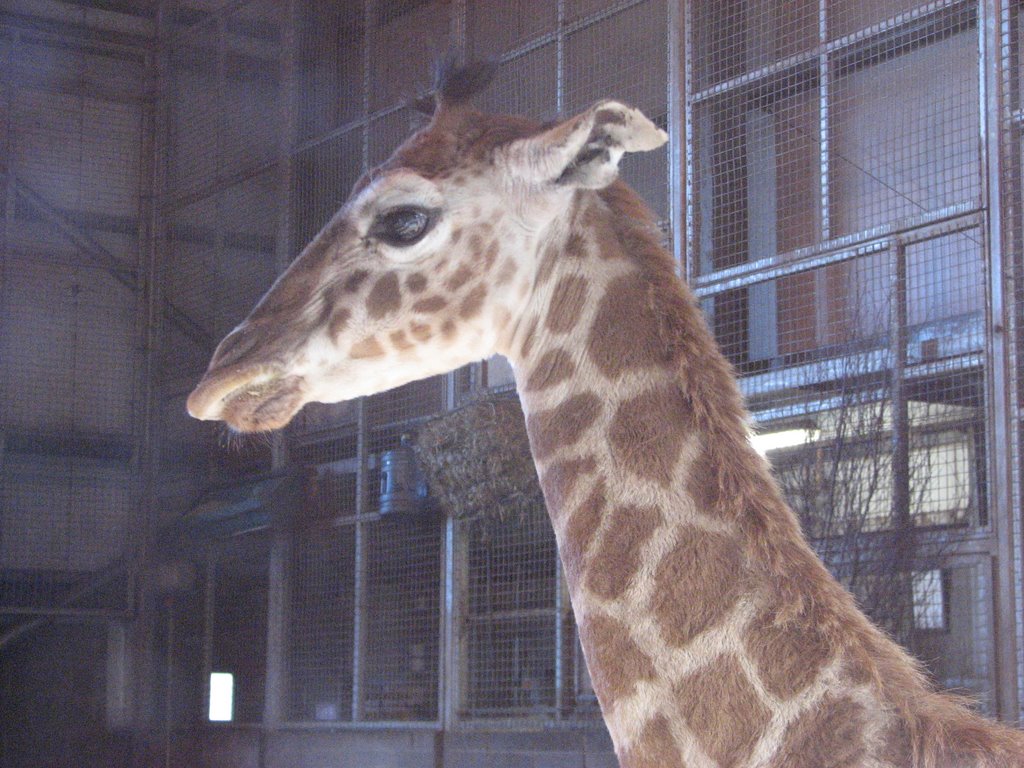 Baby Giraffe, Dublin Zoo by Albert Griffiths