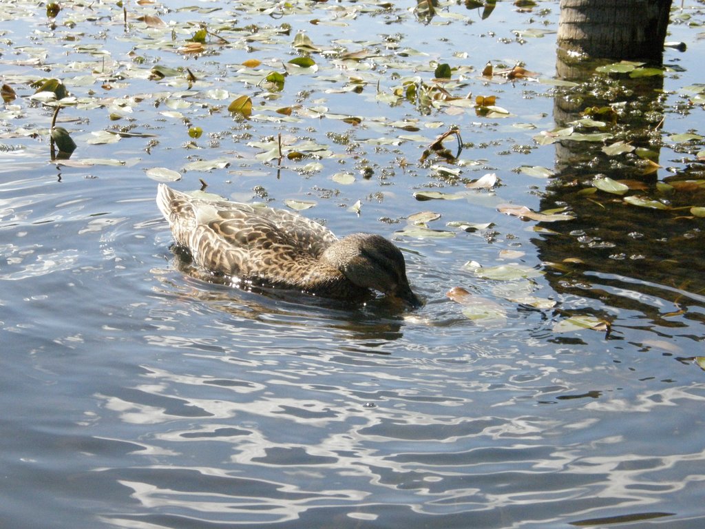 Vepiebalga pond by Paul Berzinn