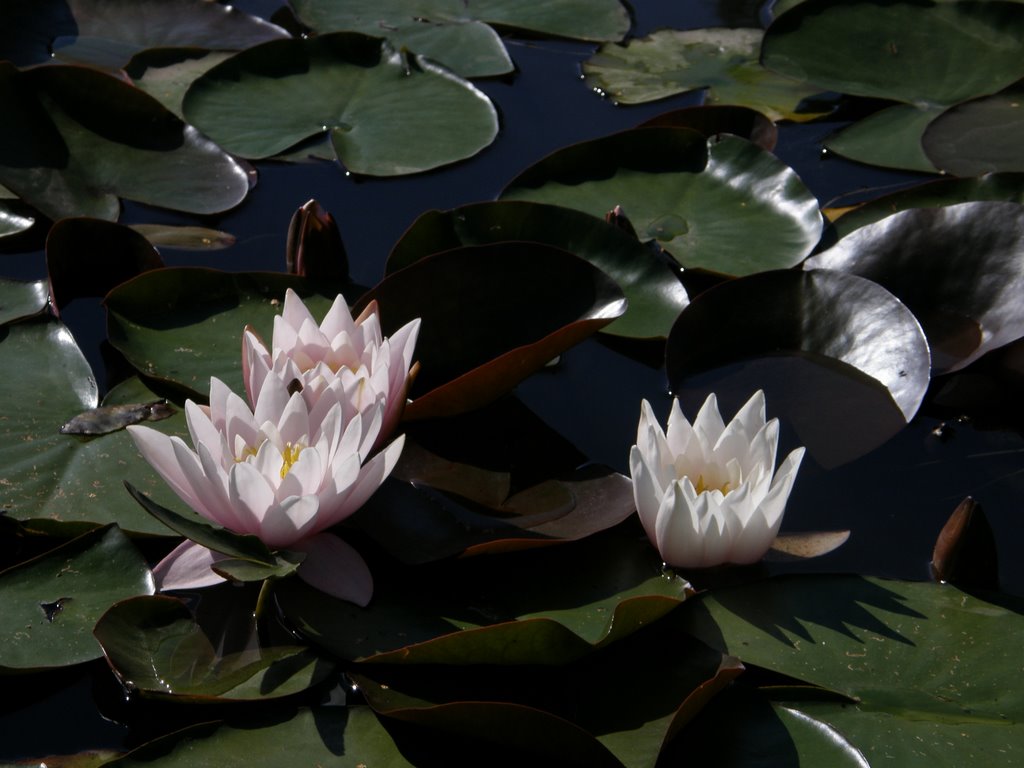 Vepiebalga`s waterlillies by Paul Berzinn