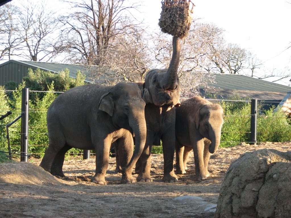 Feeding Time for the Elephants of Dublin Zoo by Albert Griffiths