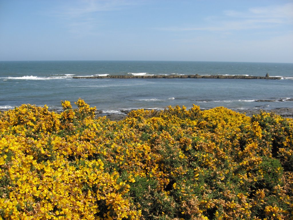 Between Craster and Dunstanburgh I (PS) by szoltysek