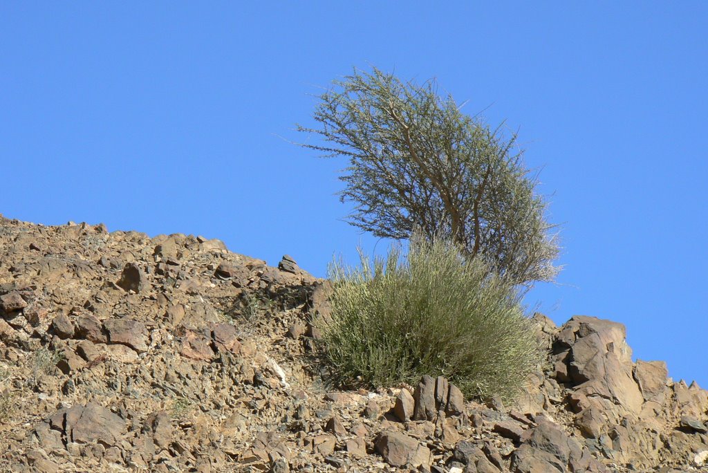 Landscape at Al Aqah by Mary-Magdalene