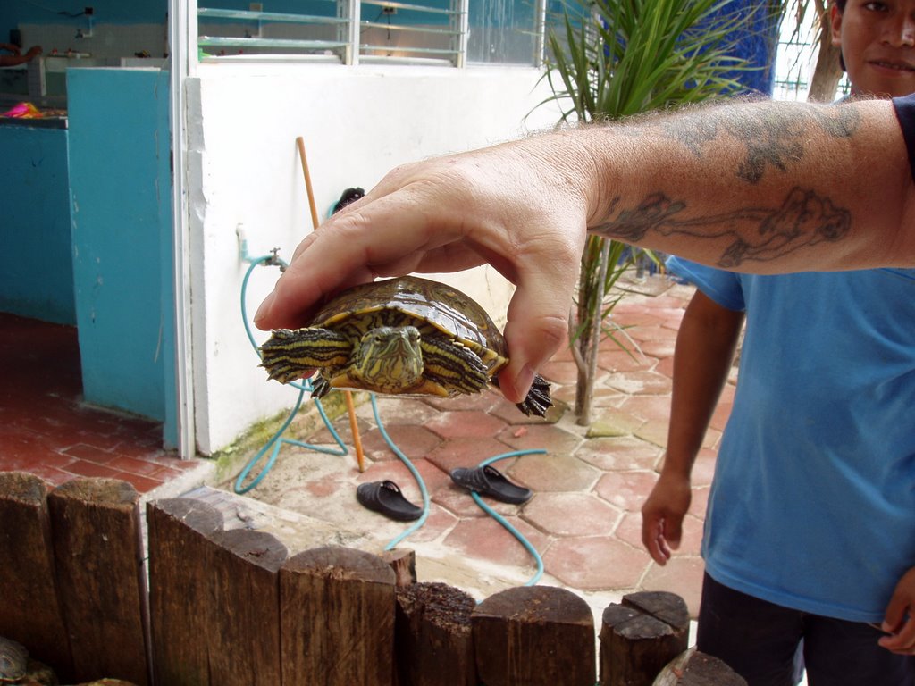 The Turtle Farm-Isla Mujeres Oct 08 by Gailb