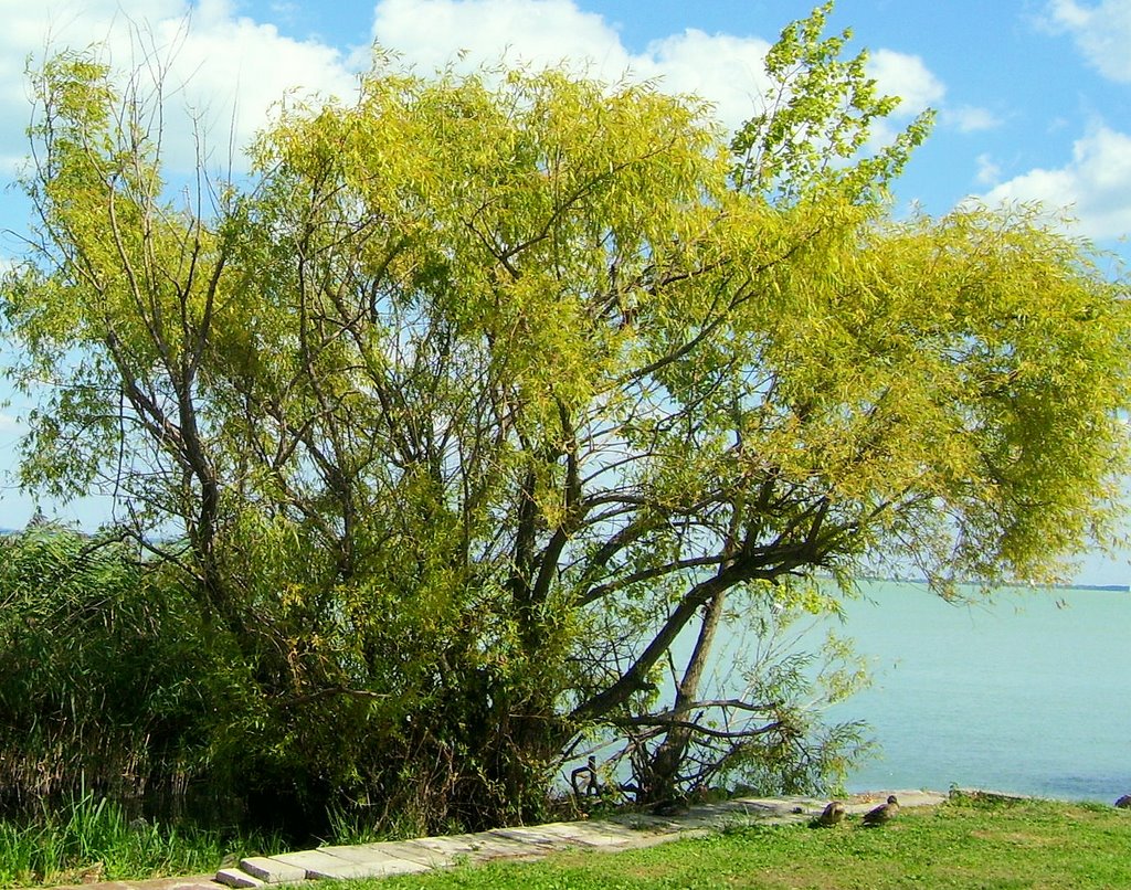 Balatonfüred, Hungary by katlin