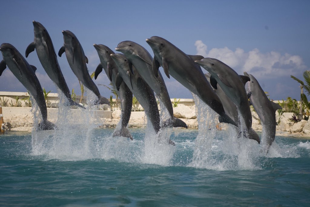 Dolphins by michellecampbell