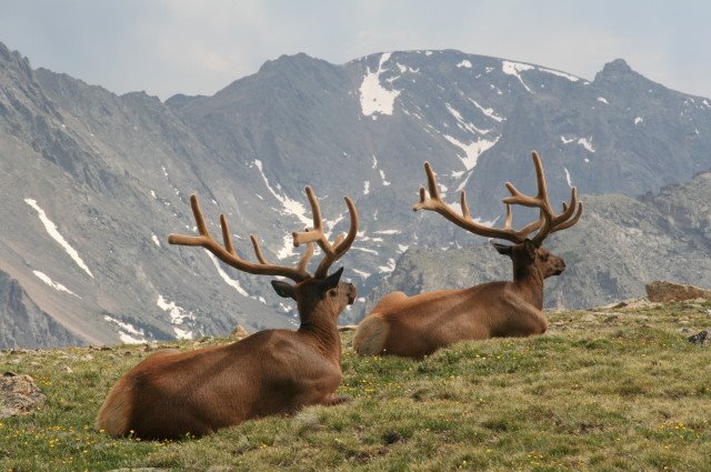 2 Elks by Masahito Taira