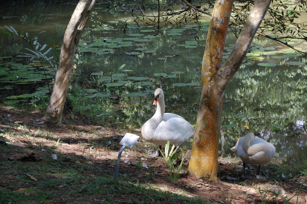 Swan lake at Botanic Garden by Frankp74