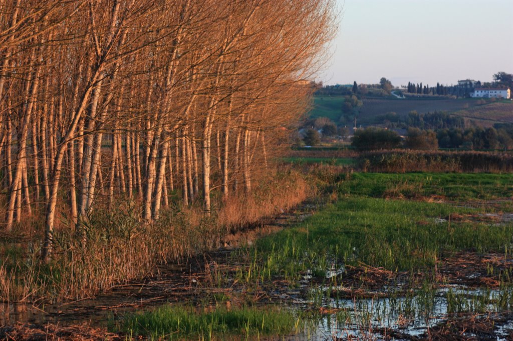 Fucecchio - Padule al tramonto by Roberto Melai