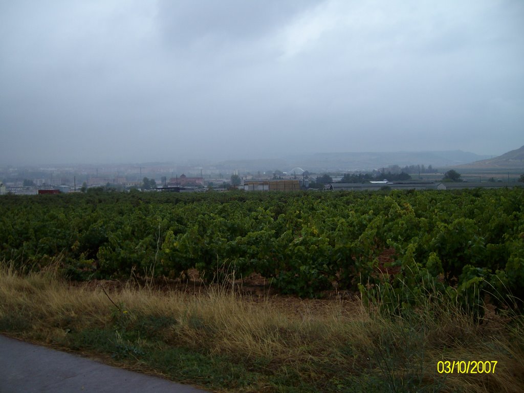 Viñedos llegando a Logroño. CAR2007 by carlosaristos