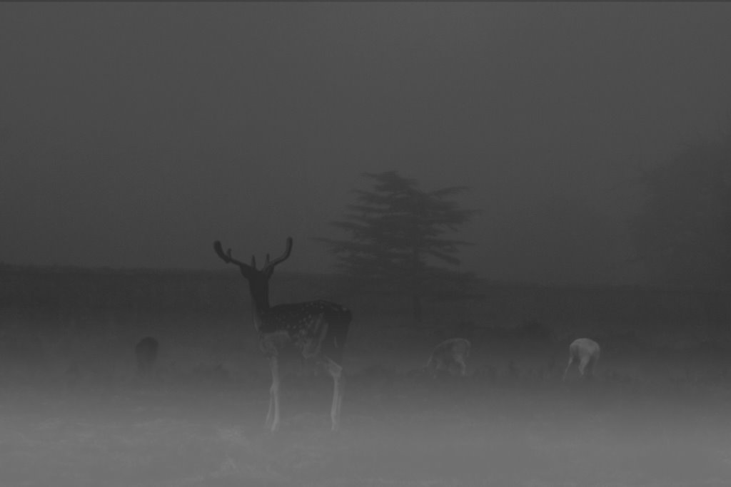 Stag in the fog by Darius Kay