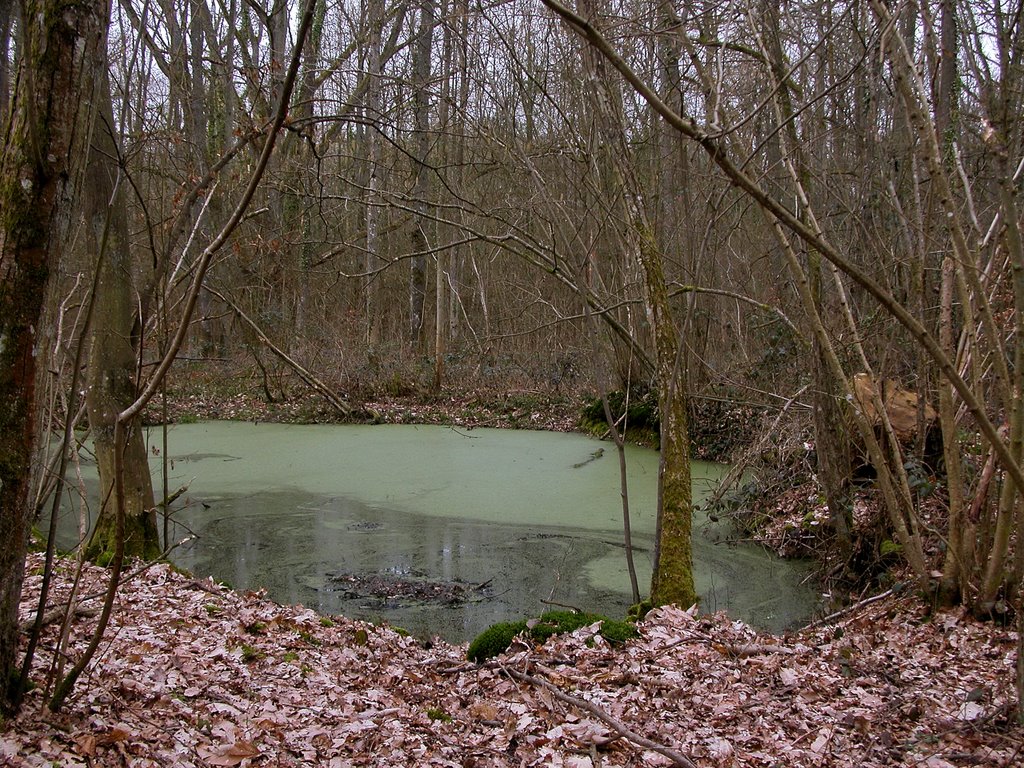 Senlisse (Yvelines) ; Près de Malvoisine ; mare [04/03/07] by Pascal Saint-Lot