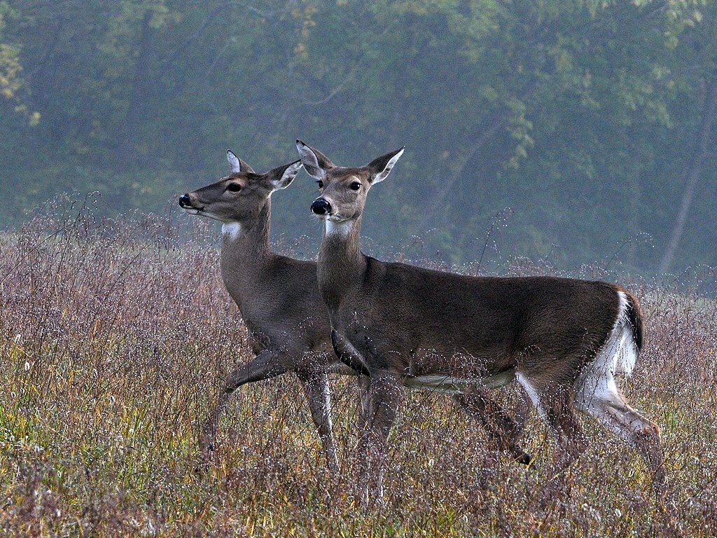 Norris Lake Park deer in the fog by jgustin