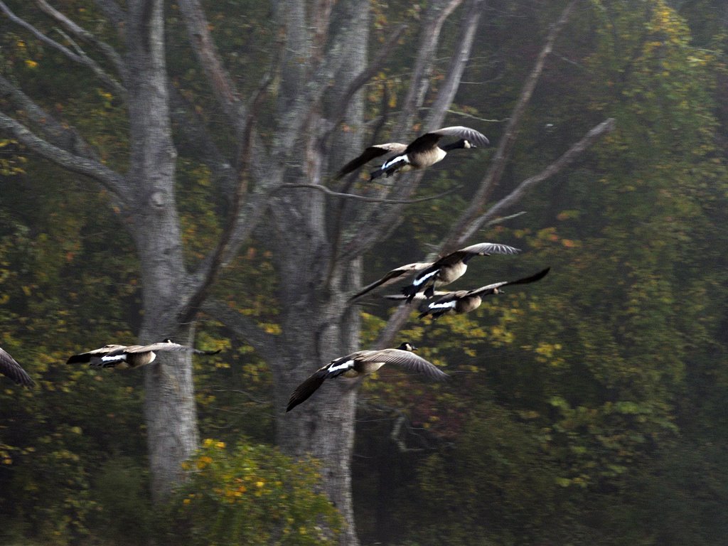 Norris Lake Park - Geese in the fall by jgustin