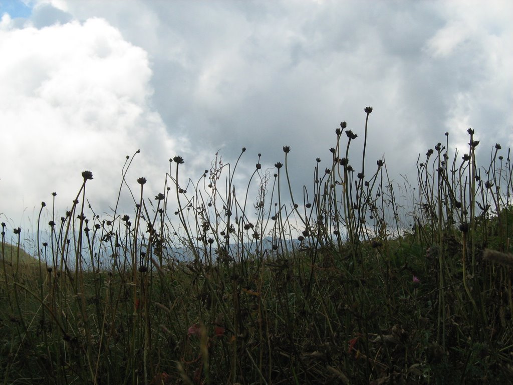 Flowers in the wind by mar_g