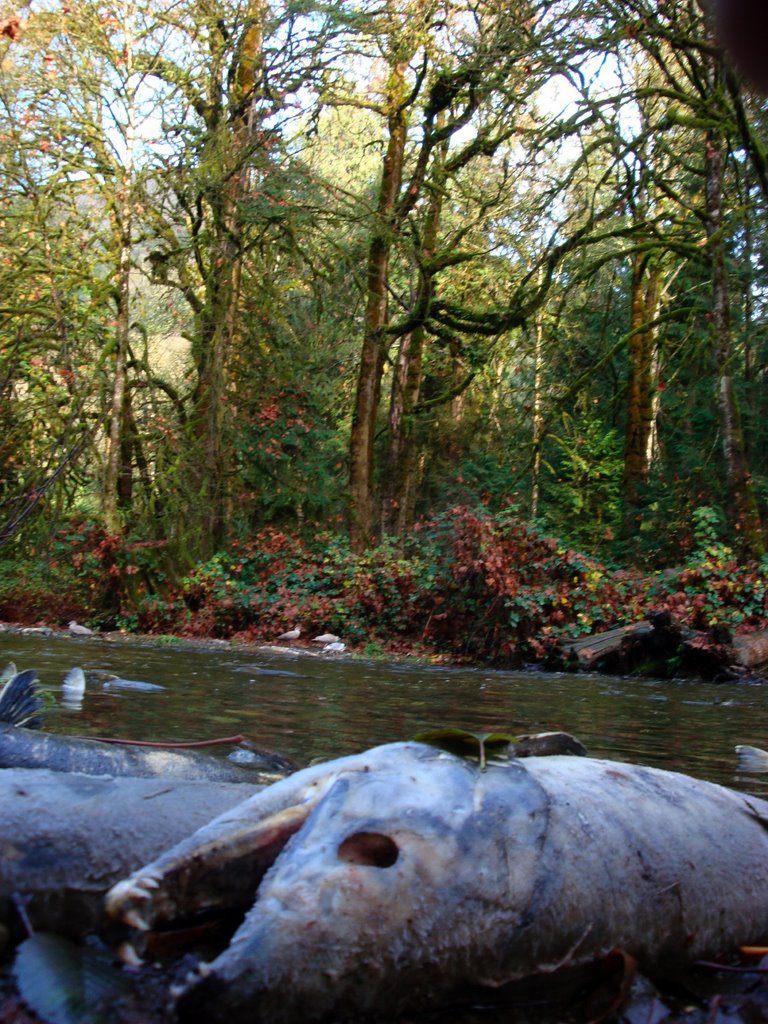 Nov 10th 2008, Salmon death in Vancouver island by julelier