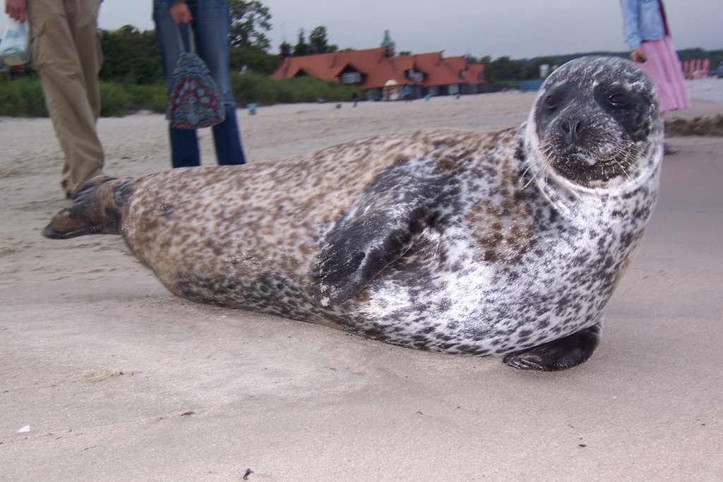 Seals in Sopot by Kervall