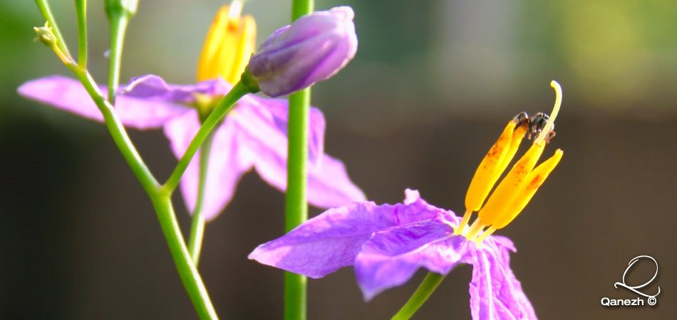 Flower of Point Pedro by Kumar Sivanathan