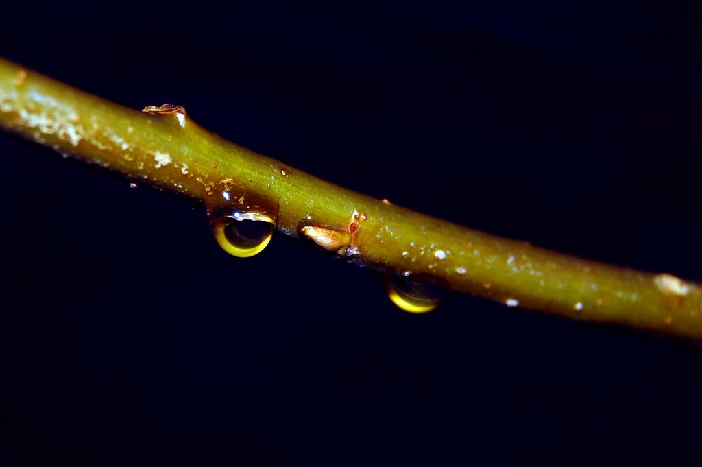 Drops of rain near Oud Vossemeer, Netherlands by Andre Speek