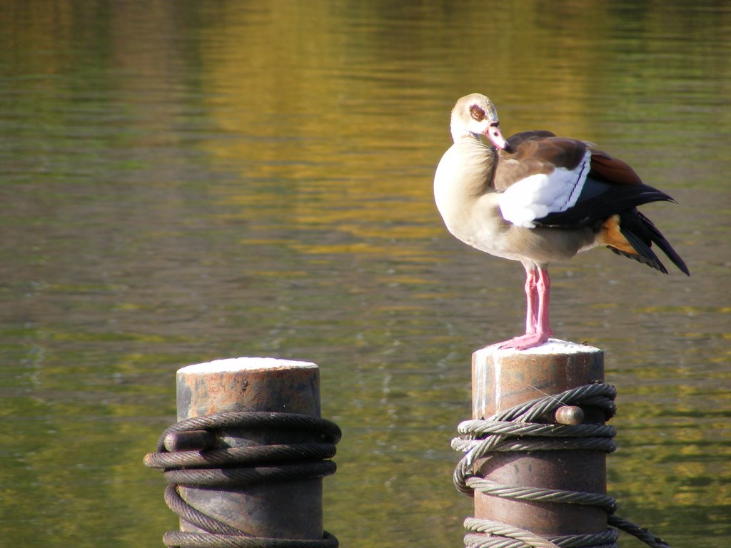 Nile Goose overwintering in Neumagen-Dhron 2008/9 by wolf-j-flywheel