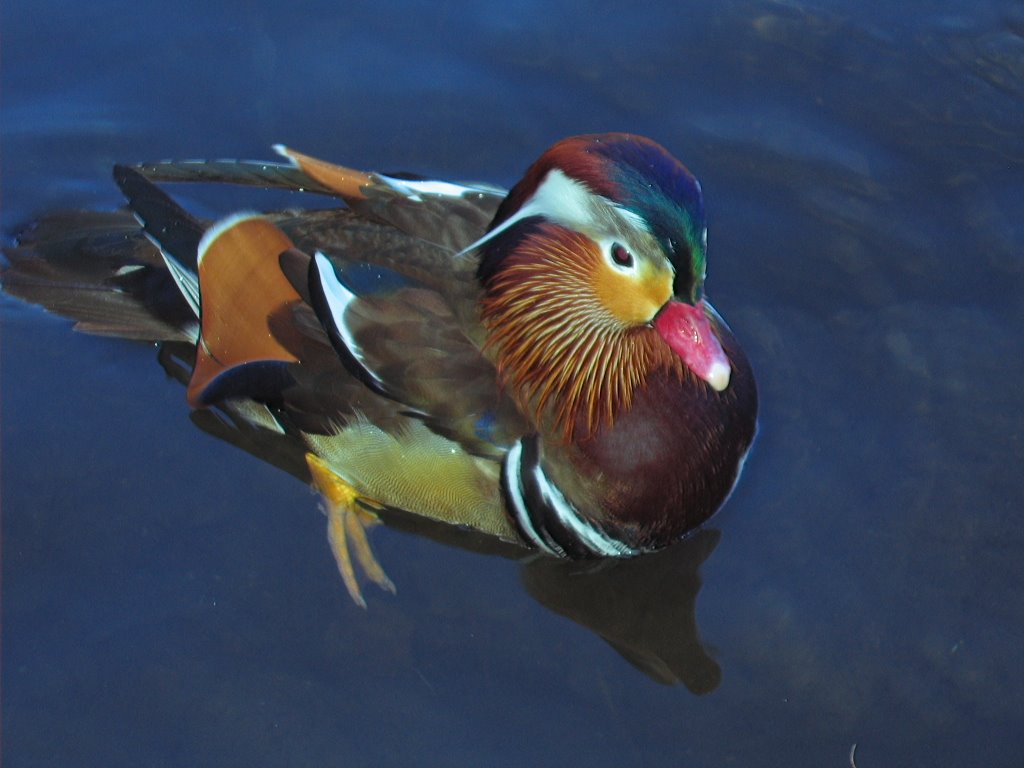 Duck at Drake Park by Rockberg