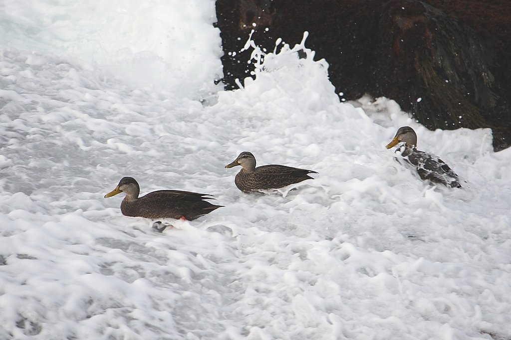 Peggy's Cove, Nova Scotia - Black Ducks riding the surf and froth while feeding around exposed seaweed between the sea surges by jonfromnsca