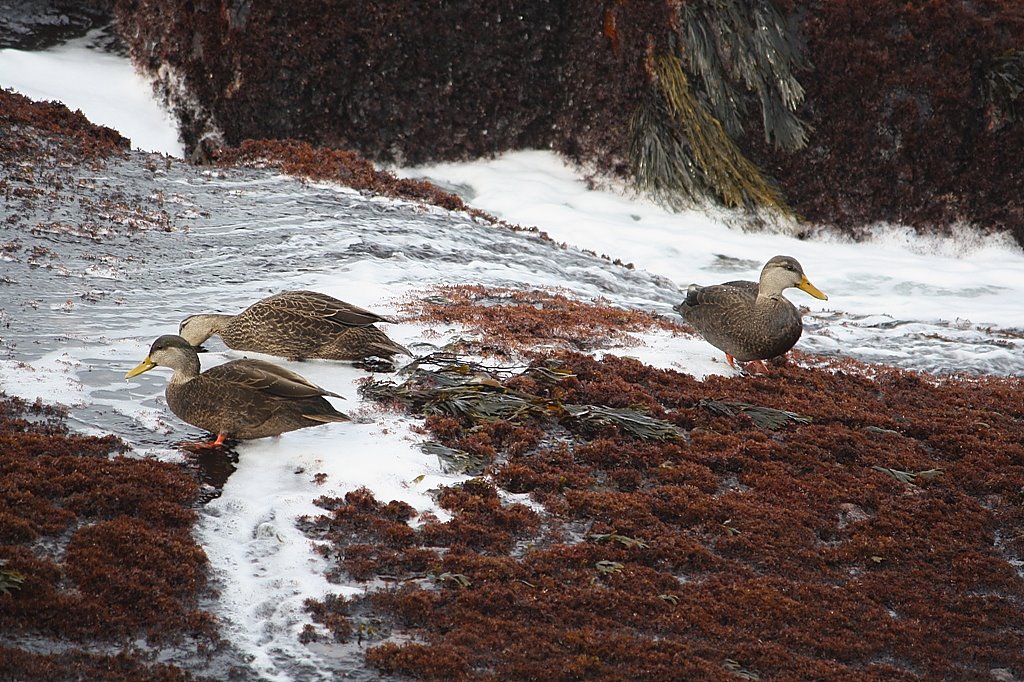 Peggy's Cove, Nova Scotia - A trio of Black Ducks feeding in the surf zone for exposes delicacies by jonfromnsca