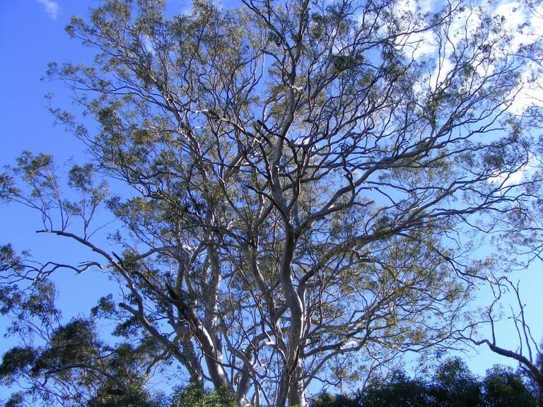 Tall Gums by scml