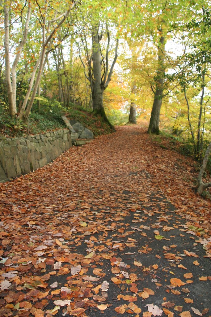 Autumn in Swan Park by jamesmartin