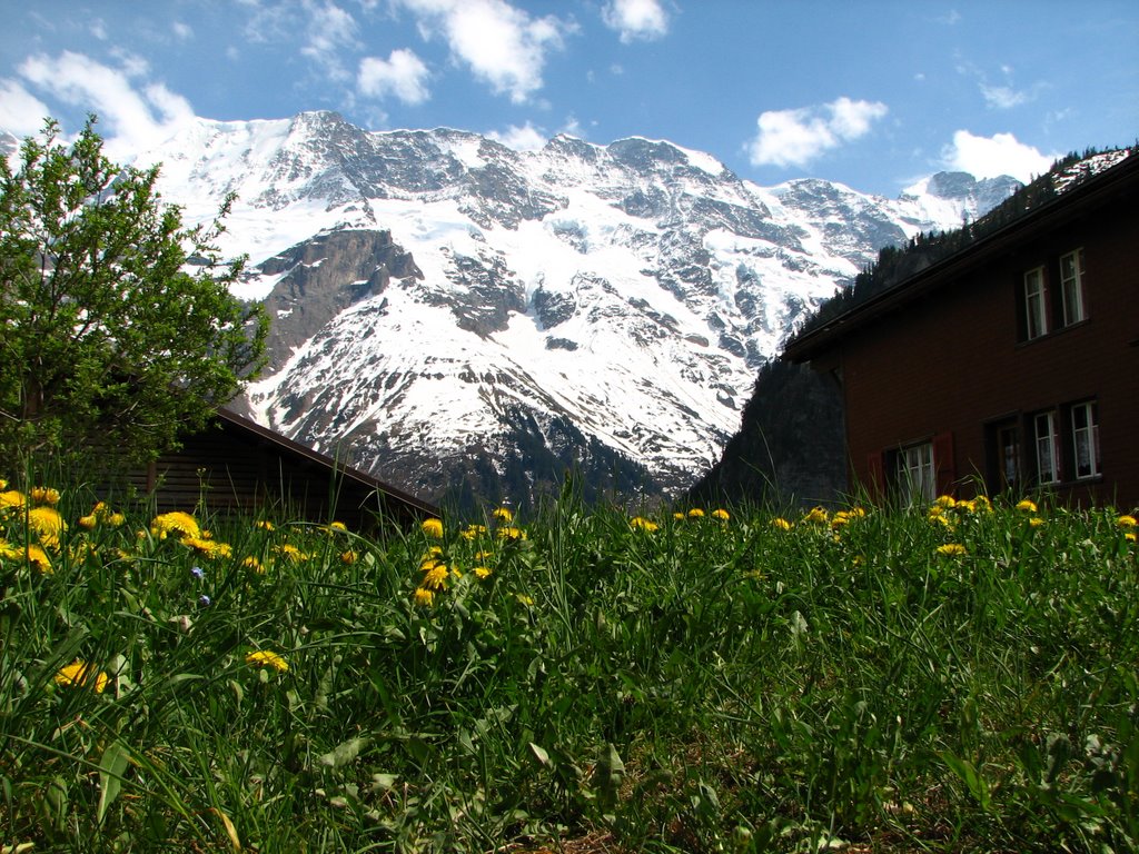 Alps from Gimmelwald by jwendell