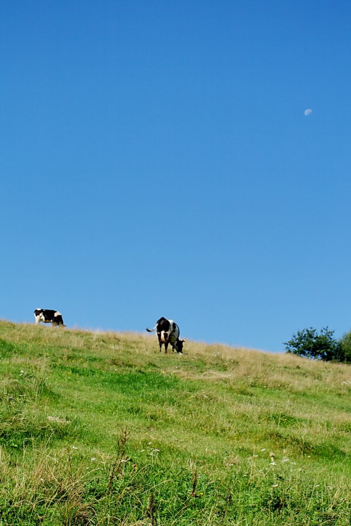 Krowy się pasą. Cows under the moon. by Rafał Klisowski