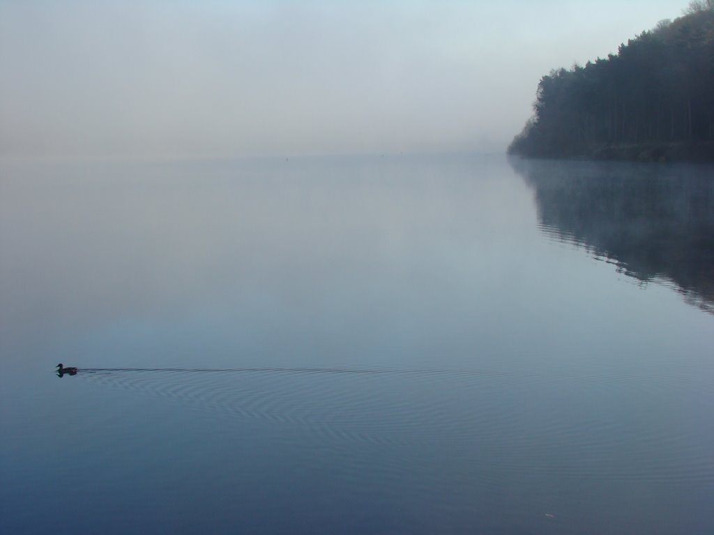 Lone duck on an eerie Dam Flask, Bradfield, Sheffield S6 by sixxsix