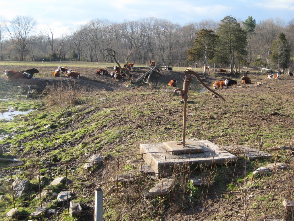 Cattle Farm Outside Idell by alanedelson