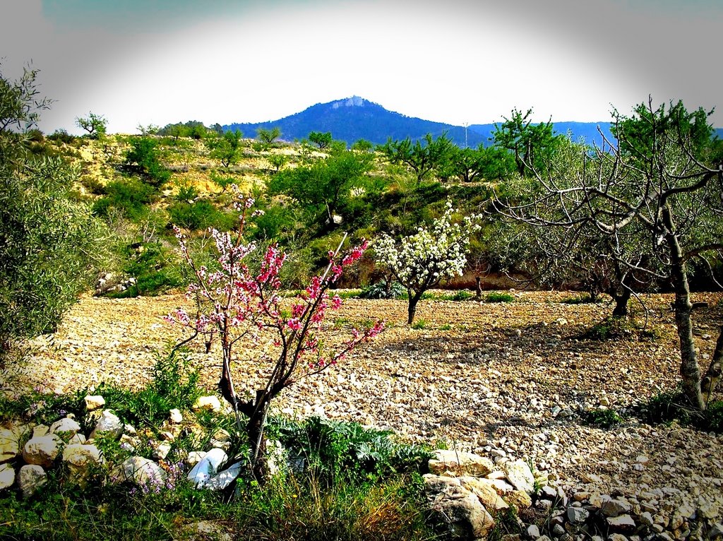 Campo de Ricote by andresguerrero