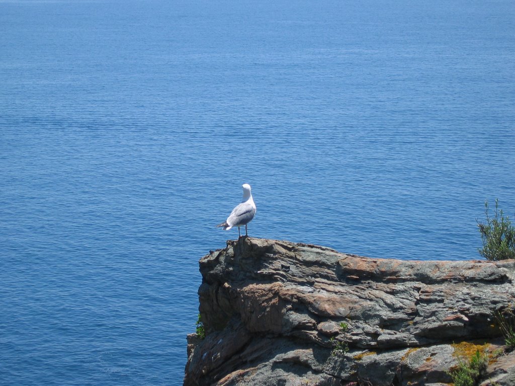 Gabbiano alle cinque terre by nicole e Gc