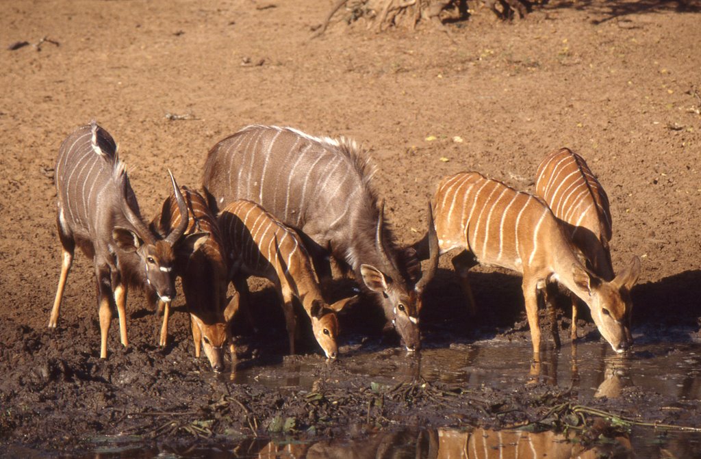 Nyala, Msinga Hide, Mkuze Game Reserve by Phil Johnson