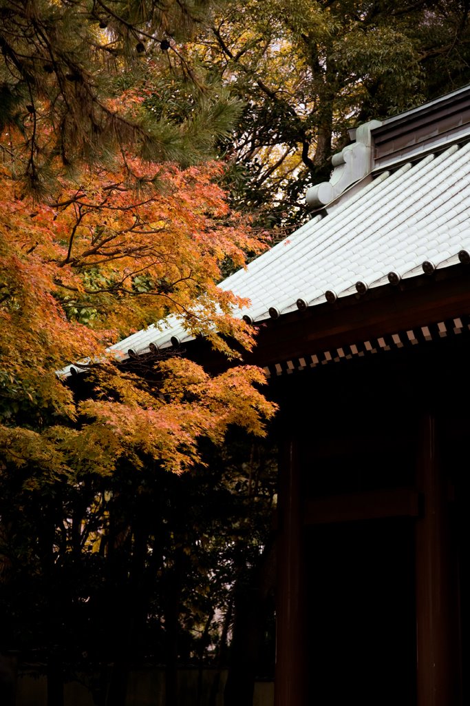 Kamakura Daibutsu (鎌倉大仏) by Stanley Chan