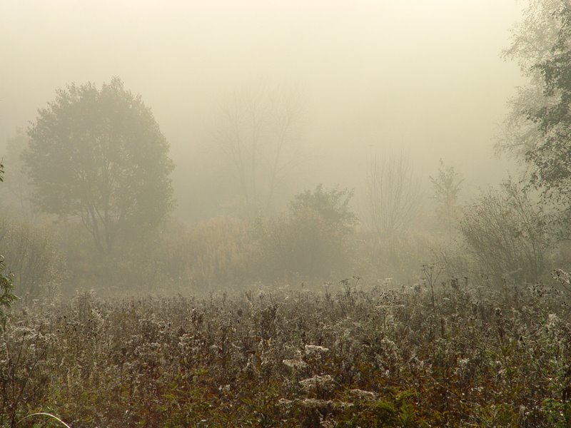 Nebbia di agosto by Nikolay Alexandrov