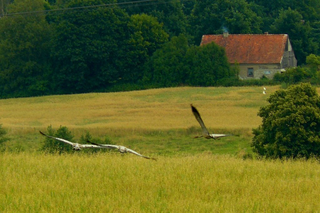 Birds by pajak.szymon