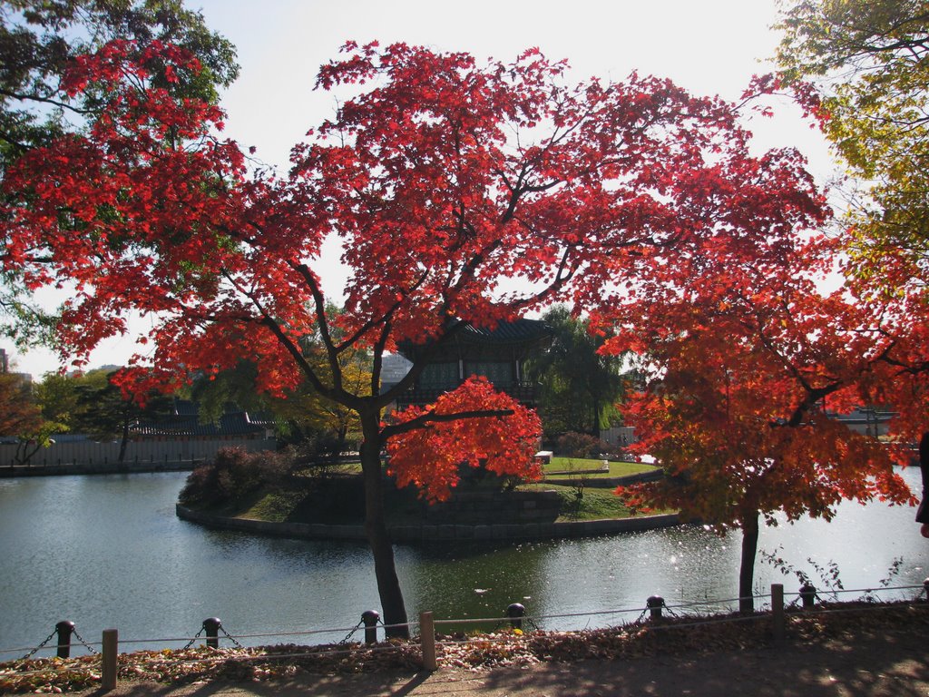 Fall leaves by jpchoi