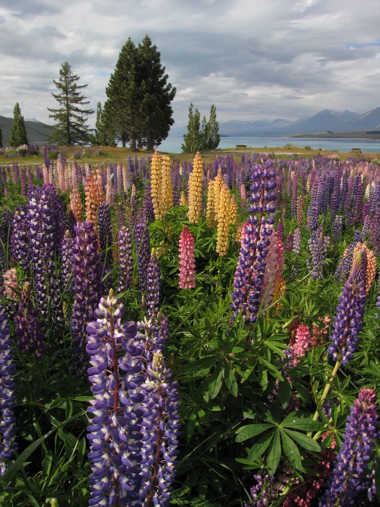 Lupins in Tekapo by Crooty