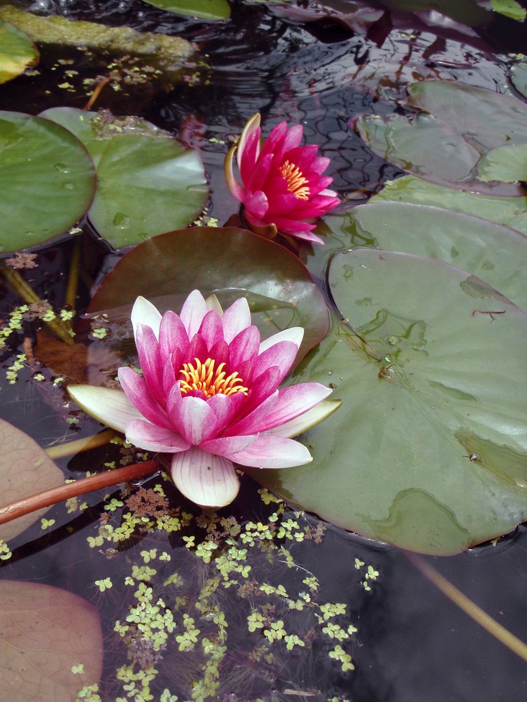 Pink Waterlilies by photo Kazia