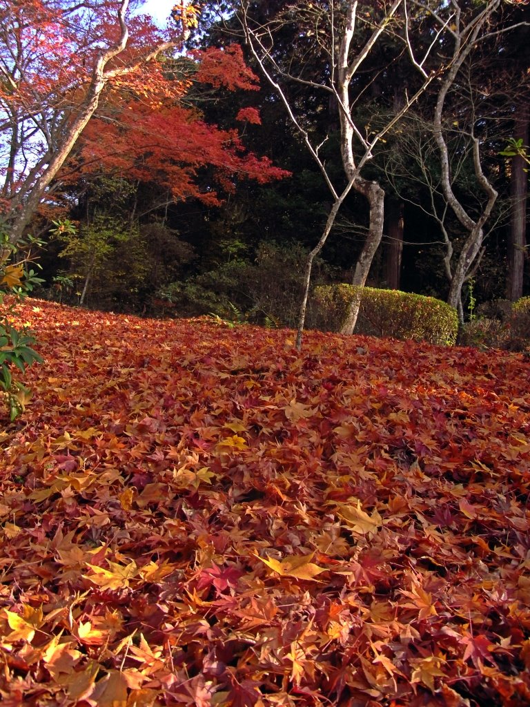 Shisen-Do - Autumn leaves by taoy (keep Panoramio)