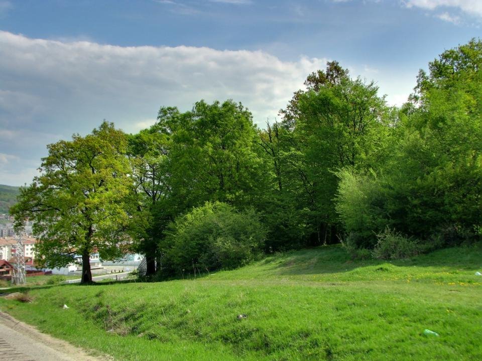 Trees by paulnasca