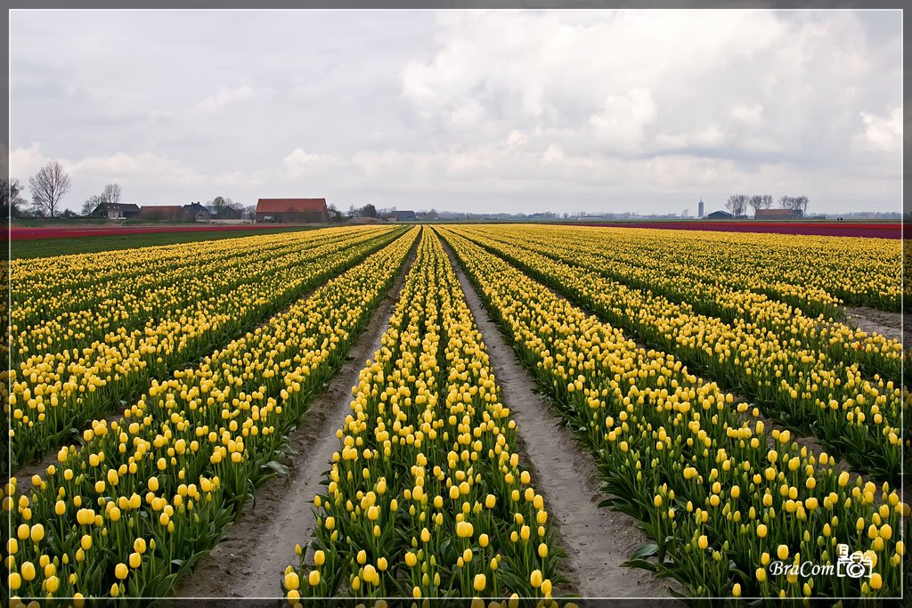 Tulpen / Tulips by © BraCom (Bram)