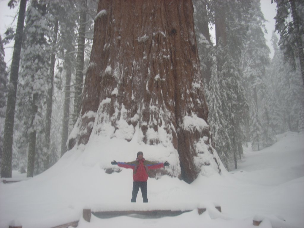 SEQUOIA NATIONAL PARK-ESTATS UNITS-2.008 by Francesc Nadal