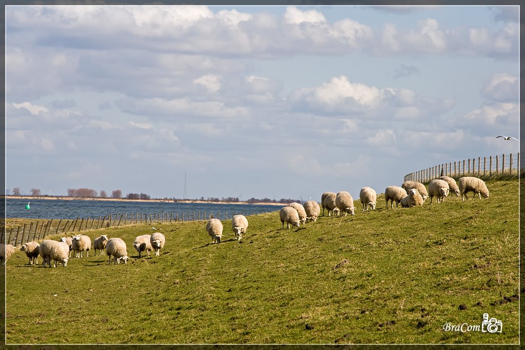 Zeedijk, Stad aan het Haringvliet by © BraCom (Bram)