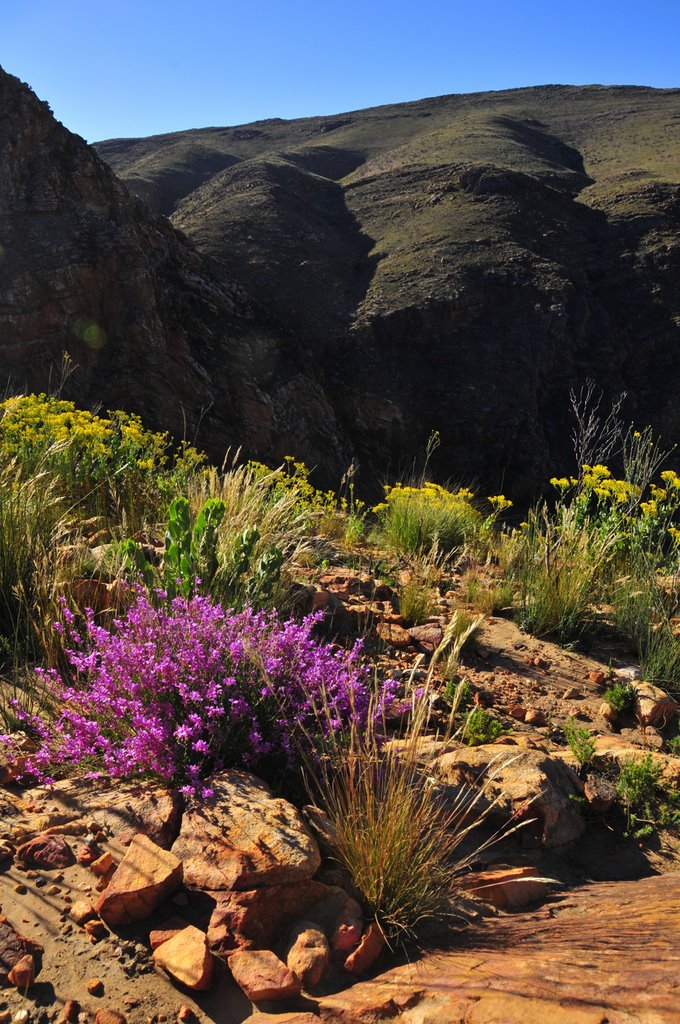 Prins Albert, South Africa by Peter Pearman