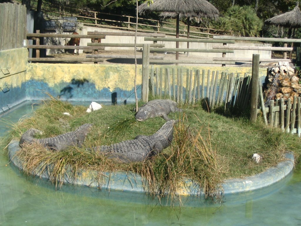 Caiman del Mississipi by Jose Lozano Gallego