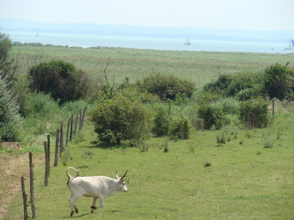 Csopak, free roaming hungarian cattle by Uuumberto