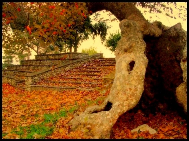 Old plane tree - Rhodos, Greece by eleni iak.